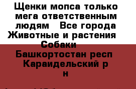 Щенки мопса только мега-ответственным людям - Все города Животные и растения » Собаки   . Башкортостан респ.,Караидельский р-н